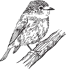 Nature-Hand-drawn-Elements-07-scaled